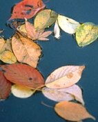  Photo of leaves on a pond